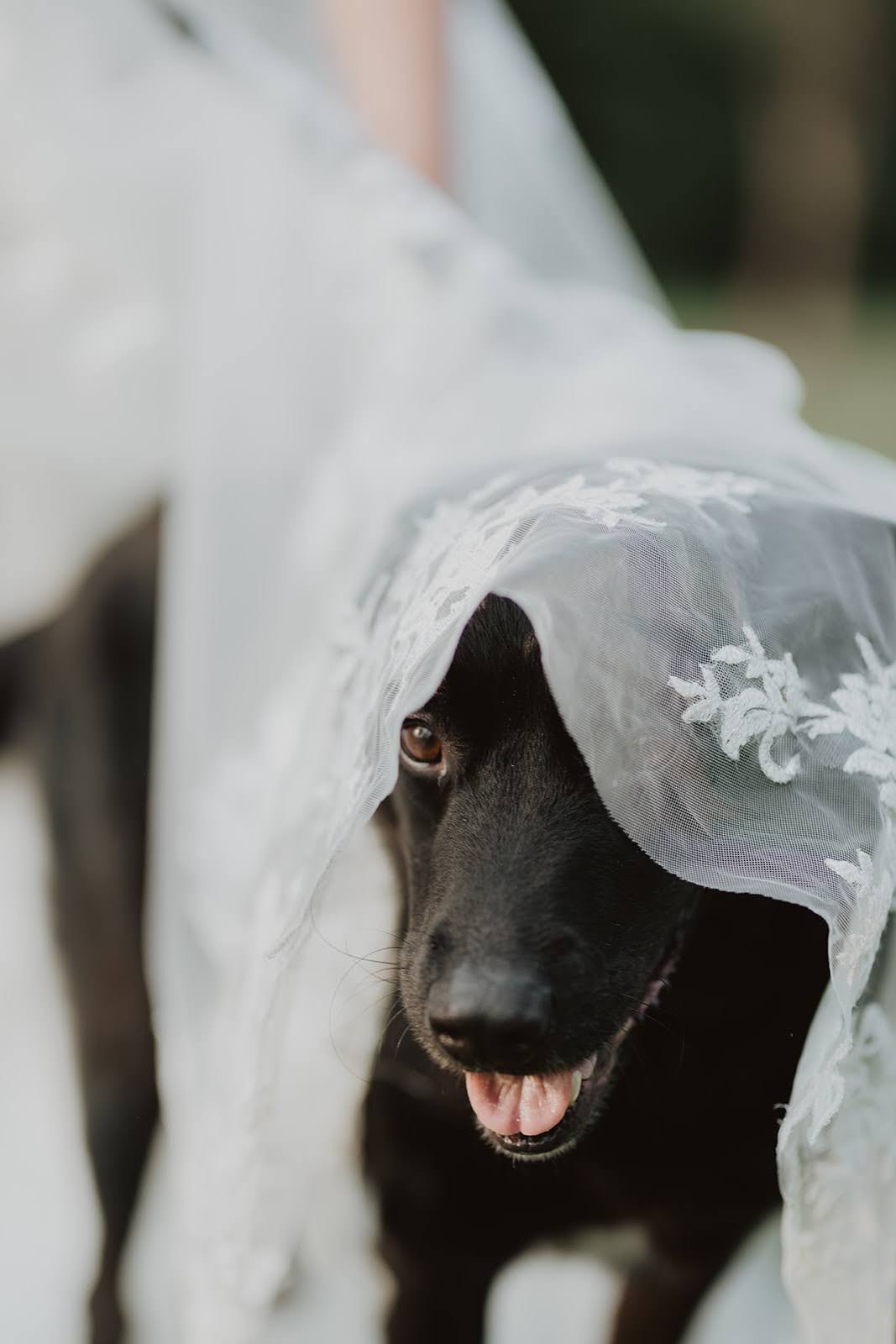 Incorporating Pets into Your Wedding | Ellyse Jensen Photography | Spring Lake Events